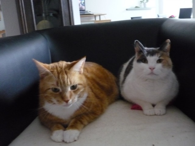 2 brave Hauskatzen in liebe Hände abzugeben... - Hauskatzen - Bad Orb