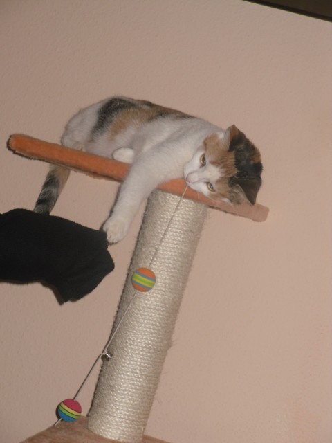 Dreifarbige Katze/Tequila sucht Kater zum decken - Deckkater - Osnabrück