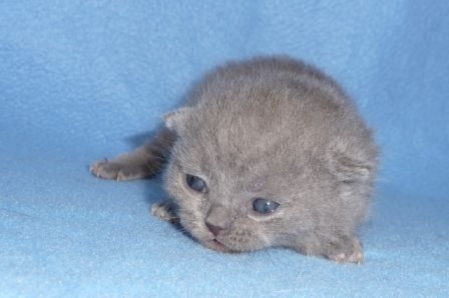 Zwei Britisch Kurzhaar Kitten suchen noch ein neues Zuhause! - British Kurzhaar - Lippstadt