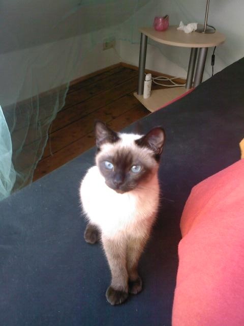 Wunderhübschen Siam Deckkater mit erfahrung - Deckkater - Lüneburg