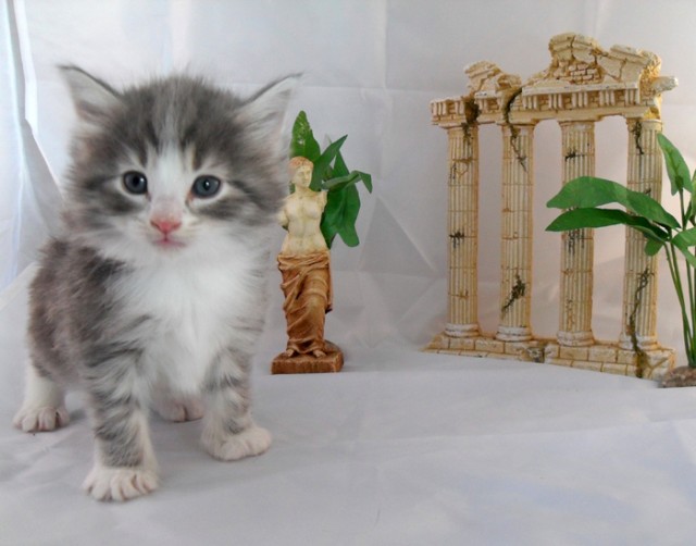 Norwegische Waldkatzenbabys - Norwegische Waldkatze - Krummennaab