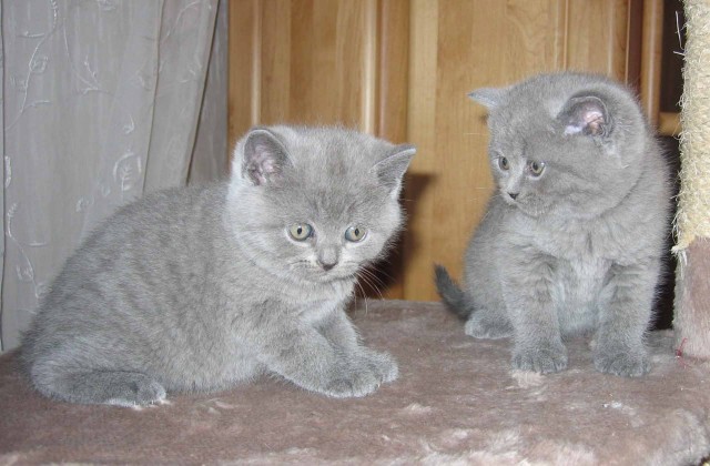 Wunderschöne BKH Katzenbabys in blau - British Kurzhaar - Kempten