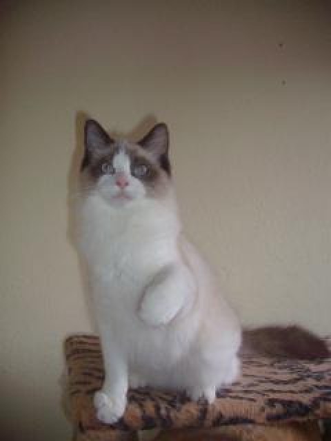 Sweet Angel - Ragdoll - Gerbershausen