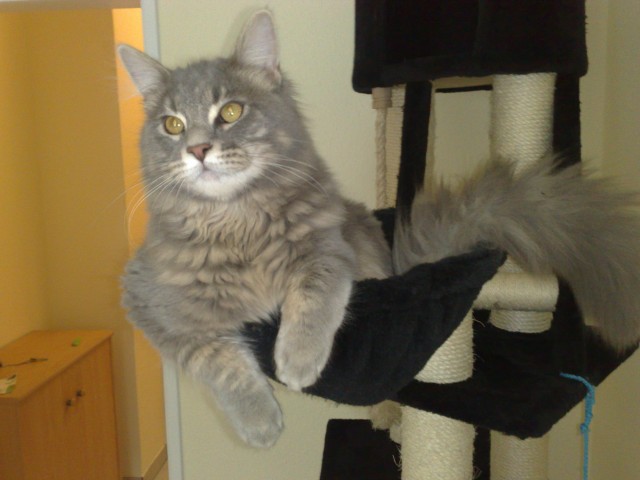 Junger hübscher Maine Coon Deckkater - Deckkater - Ratingen