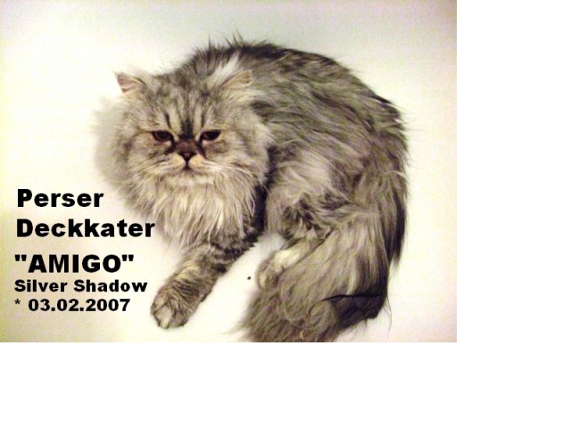 Heißer Perser-Deck-Kater  - Perser - Rostock