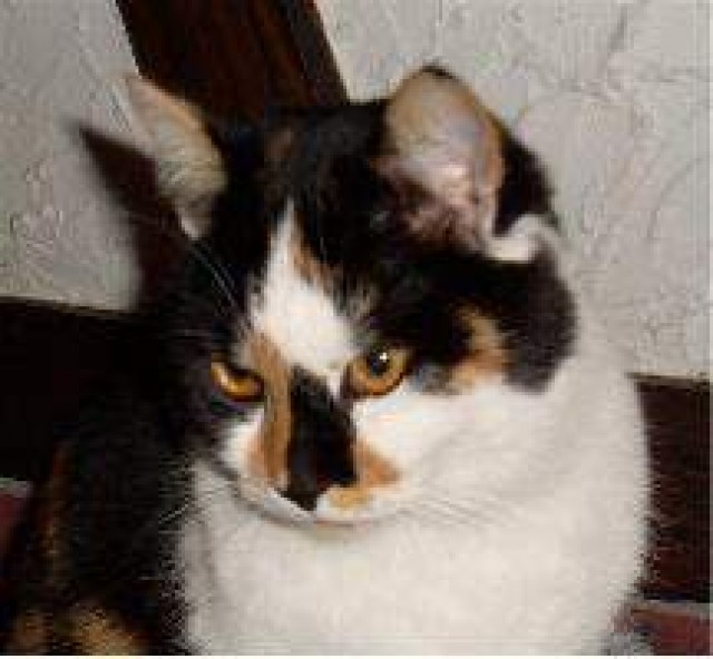 Feed and Fun - Katzensitter - wuppertal