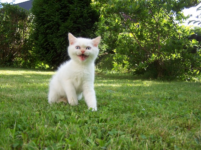 Exotic-Shorthair-Colourpoint - Exotic Shorthair - Marienberg