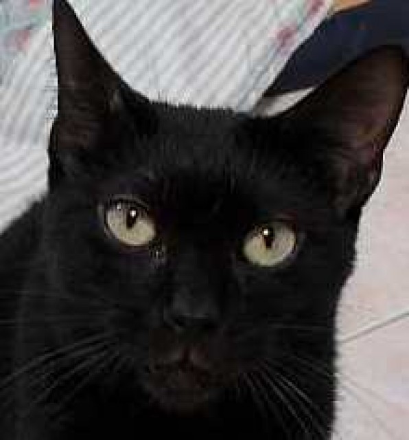 Notfall! Schwarzer Kater Charly wartet auf sein Happy End! - Hauskatzen - Oberhausen