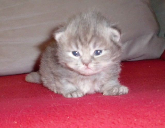 Kleiner Persertroll sucht liebe Familie - Perser - Plauen