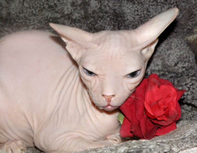 Don Sphynx  - Sphynx - Auerbach