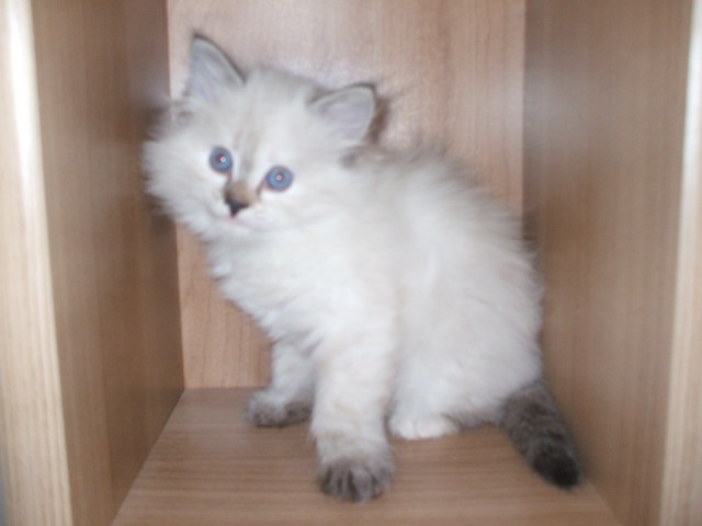 Neva Masquarade Kätzchen sucht neues Zuhause - Neva Masquarade - weingarten