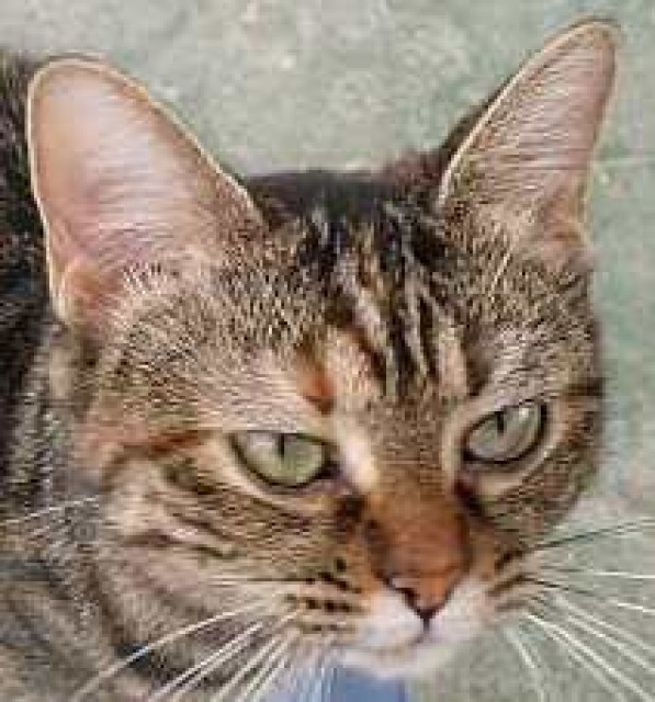 Liebe tigerkatze Mentira sucht verantwortungsvolles Zuhause! - Hauskatzen - Oberhausen