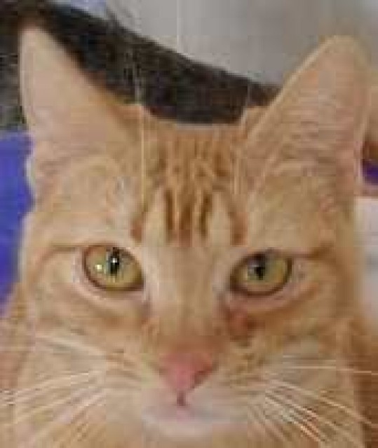 Rote Katze Flavia sucht dauerhaftes Zuhause! - Hauskatzen - Oberhausen
