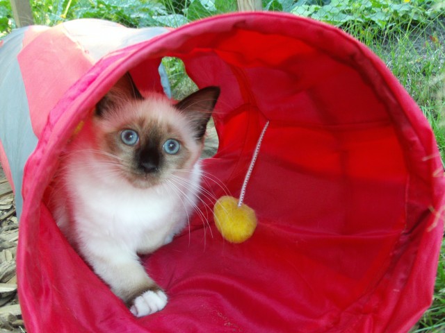 Ein kleines birma mädchen sucht ein zu Hause - Birma - Berlin