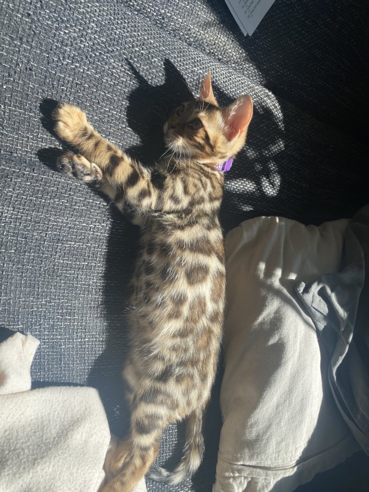Bengalkitten m/w sofort auszugsbereit - Bengal - Weißbach