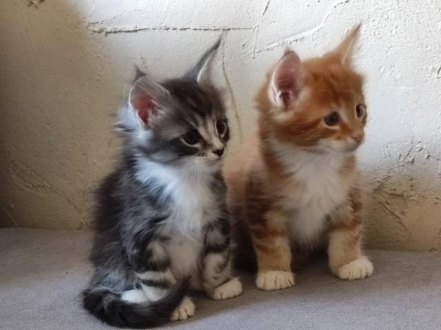 Maine Coon Kitten mit Stammbaum suchen einen neuen Kuschelplatz !! - Maine Coon - Dargen OT Görke