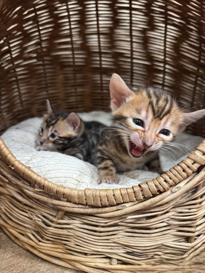 Bengalkitten in silver und charcoal mit Stammbaum - Bengal - Berlin