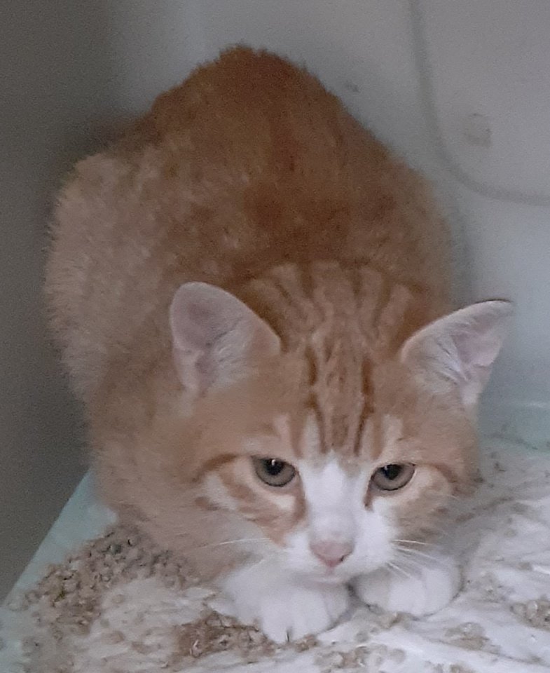 Freddy und Barney –  suchen dringend ein Zuhause! (aus dem Tierschutz / gechipt, - Freigaenger - Kissing