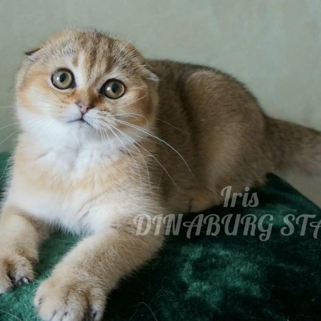 BKH kitten - Scottish Fold - Altenstadt
