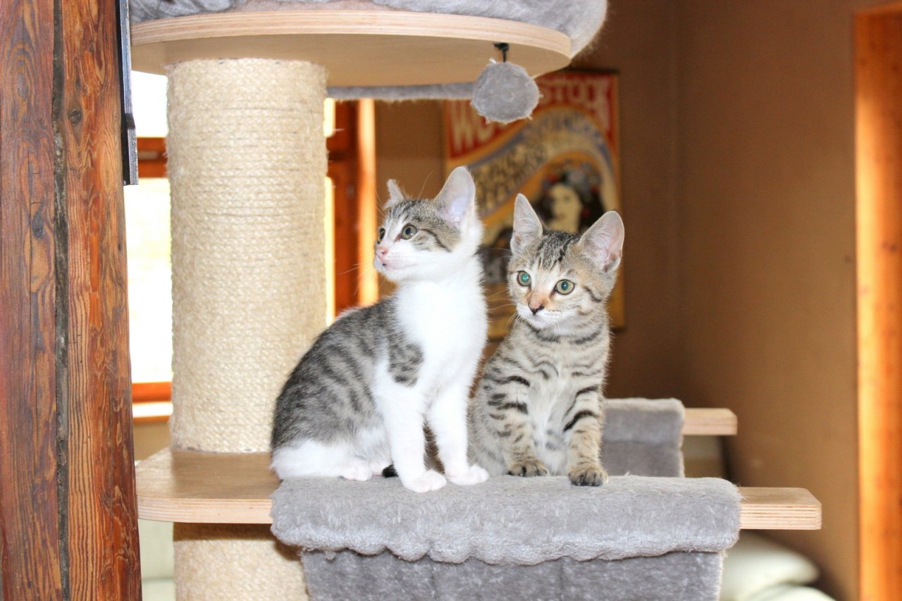 Katzenbaby, Katzenkinder, Kitten, Kätzchen ABGABE - Mischling - Bleicherode