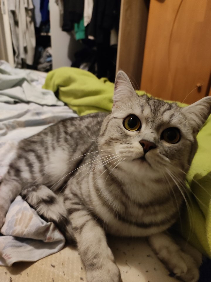 Dringend Deckkater gesucht! - Deckkater - Hannover