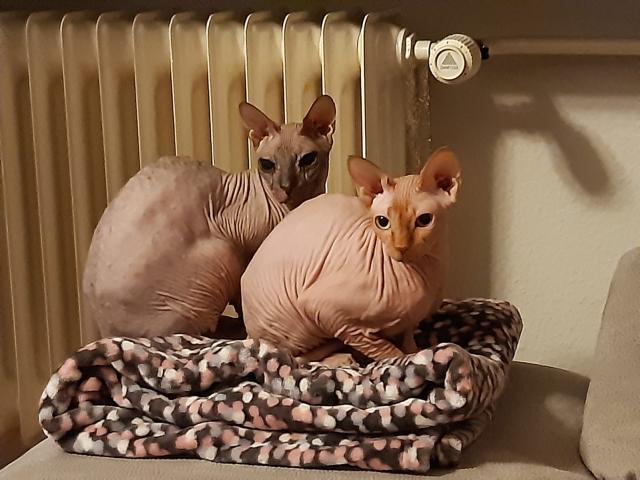 2 Don Sphynx Katzen (6 und 8) suchen ein Zuhause - Sphynx - Berlin
