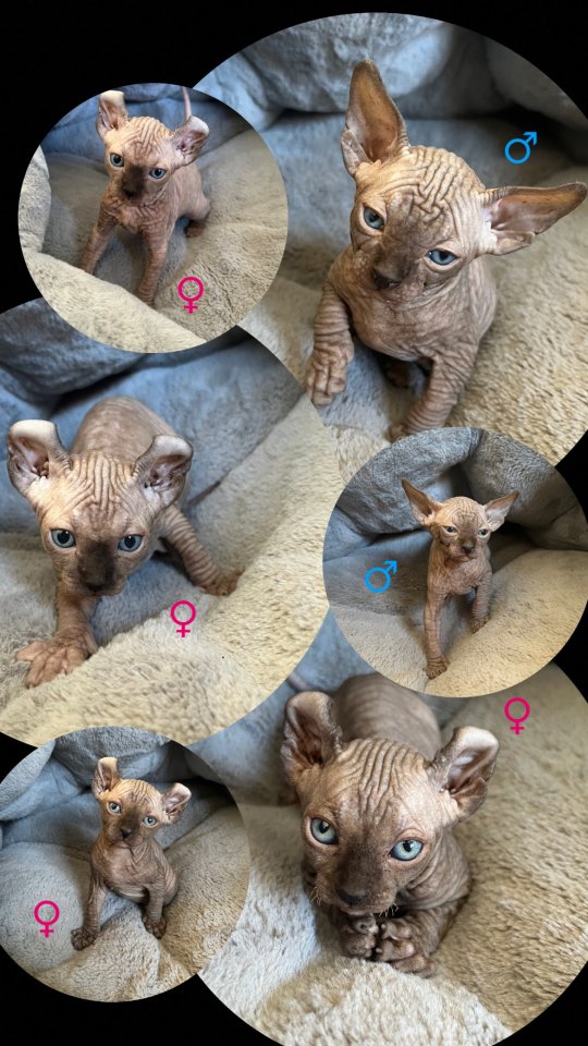 Sphynx Elf Sphynx Kitten Katzenbabys Nacktkatze - Sphynx - Wallmerod