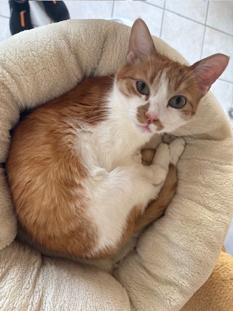 Maja wünscht sich ein liebevolles Zuhause - Hauskatzen - Feldkirchen