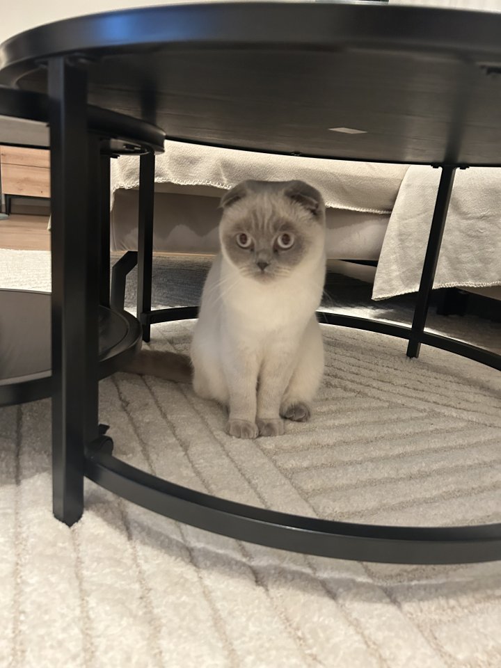 Katze in guten Händen abzugeben - British Kurzhaar - Kiel