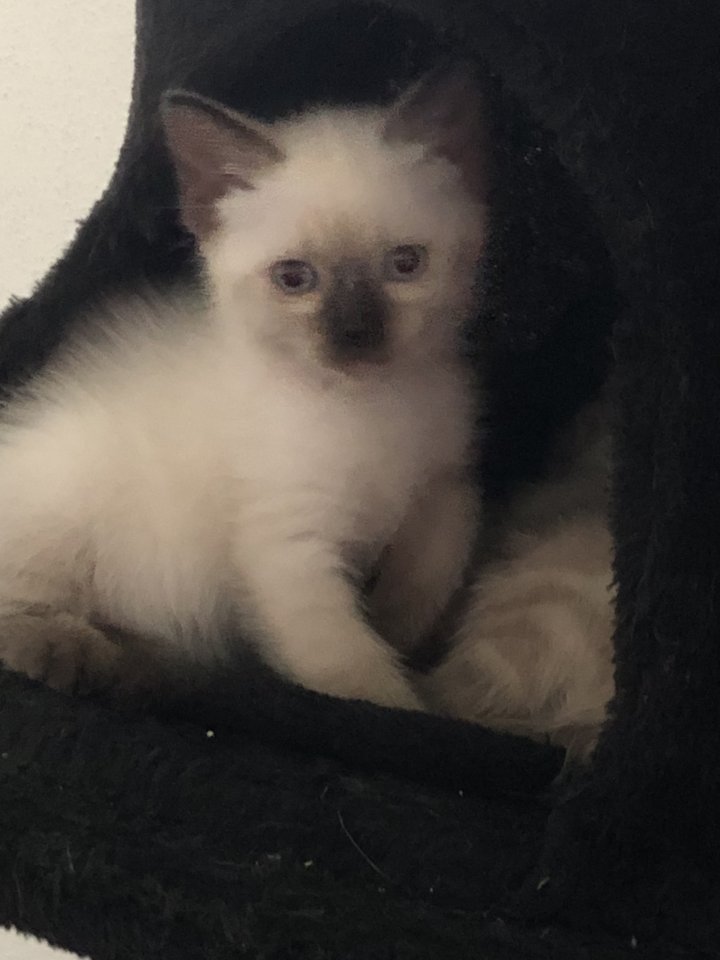 Siam Kitten Baby - zu verkaufen - Siam - Plattling 
