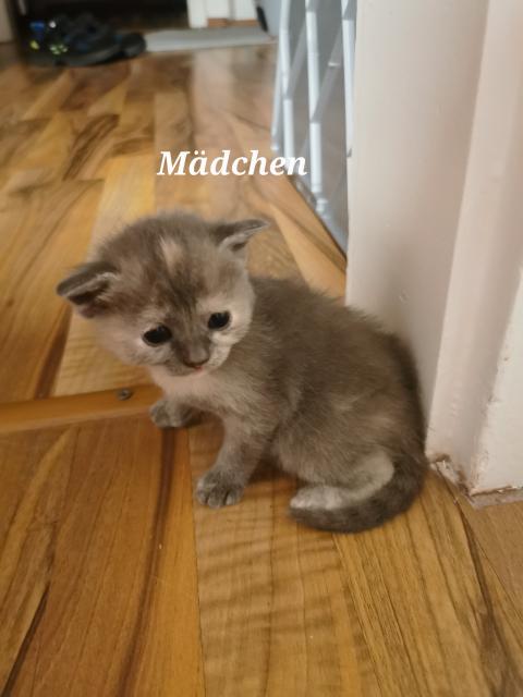 Scottish fold - Scottish Fold - Augsburg