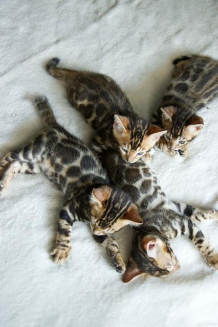 Bengal-Kitten mit Stammbaum - Hauskatzen - Baden-Baden