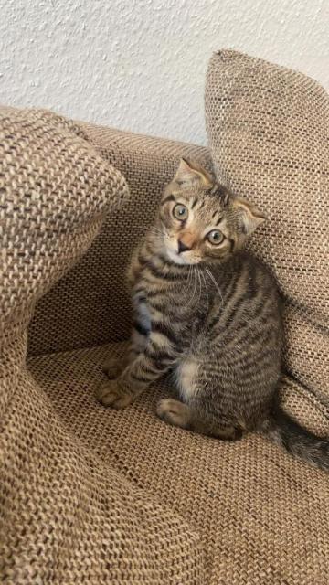 Britisch Kurzhaar Scottish Fold Mix Kitten - Scottish Fold - Hamburg