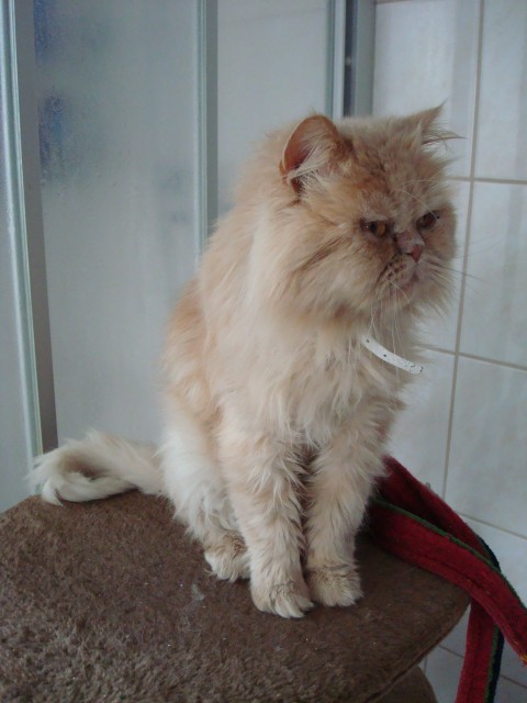 Perserkater für 100€ abzugeben! - Deckkater - Börger