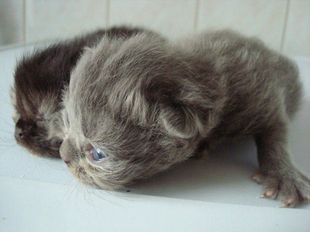 Süße Perserbabys!200€ - Perser - Börger