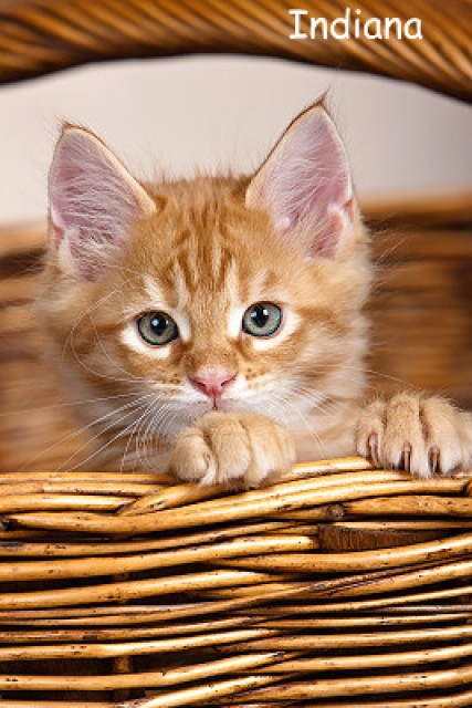 Sechs süße Maine Coon Zwerge... - Maine Coon - Katzwinkel