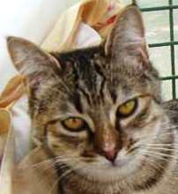 Notfall! Super schmusige Tigerkatze Josefina verliert ihr Zuhause - Hauskatzen - Oberhausen
