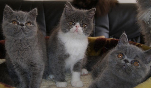 Drei Exotic Shorthair Kitten (kurzhaarige Perser) - Exotic Shorthair - Straubing