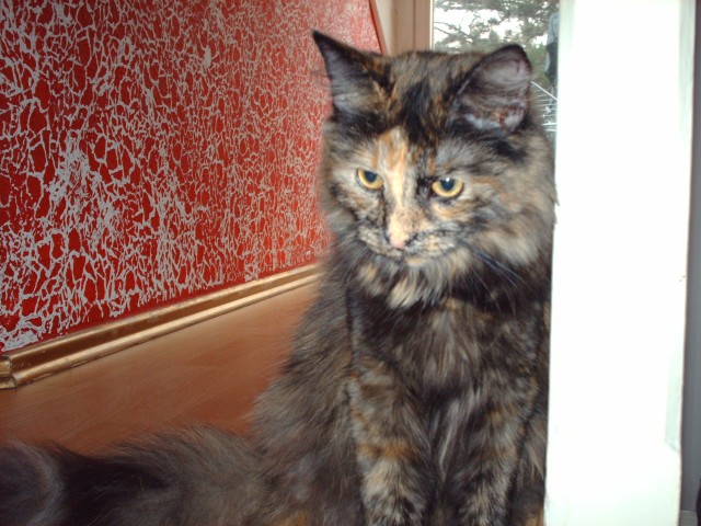 Suche Deckkater - Maine Coon - Radebeul