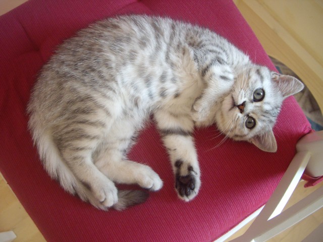Whiskas- Kitten abzugeben BKH Britisch Kurzhaar tabby silver spotted