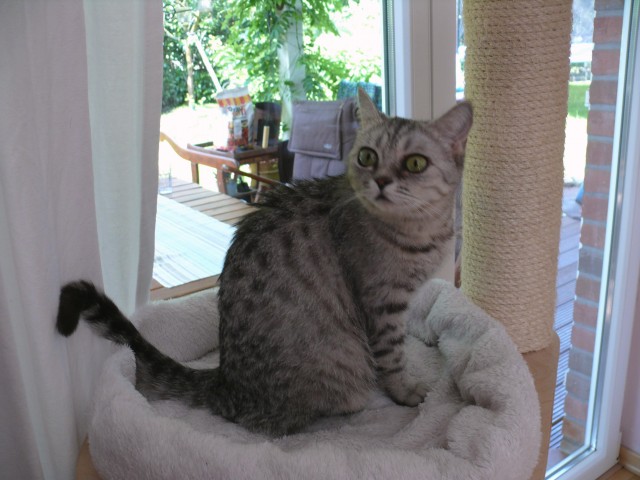 Katze abzugeben BKH Britisch Kurzhaar tabby black  silver spotted (Whiskas- Katz - British Kurzhaar - Buchholz in der Nordheide
