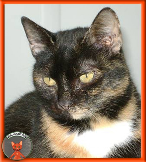 Liebe Schildpattschönheit Sally - Hauskatzen - Wien