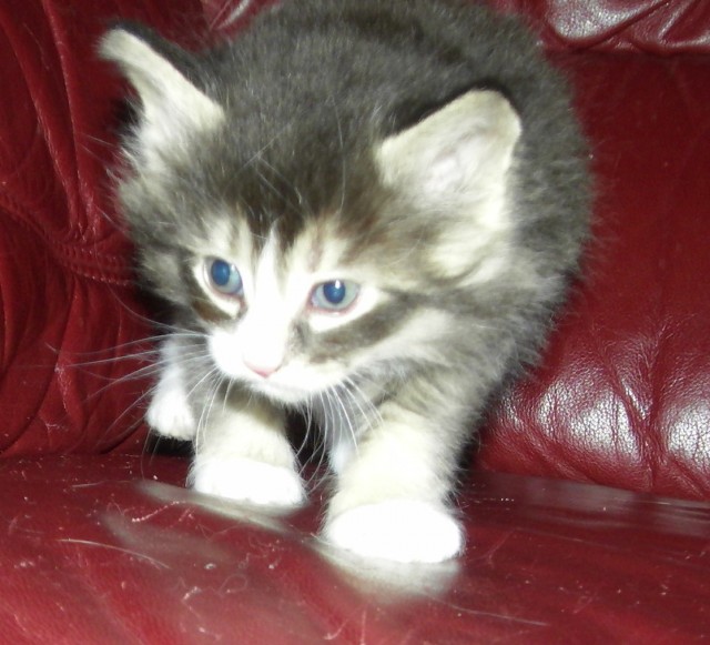 Von Berenstein Berg , schmuse Norweger w. - Norwegische Waldkatze - Krefeld ,