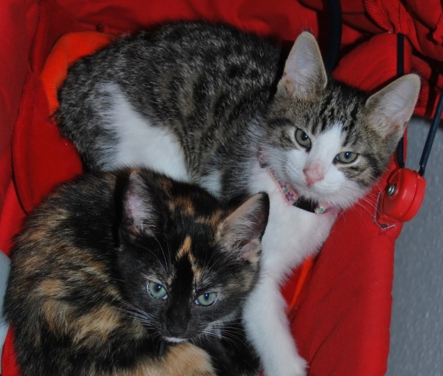 Liebevolle, zuverlässige Katzenbetreuung PLZ 40789 - Katzensitter - Monheim