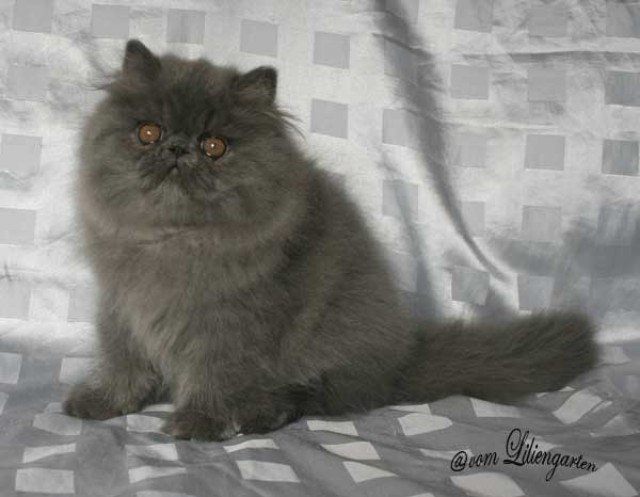 Dimitri vom Liliengarten - Perser - Freiberg