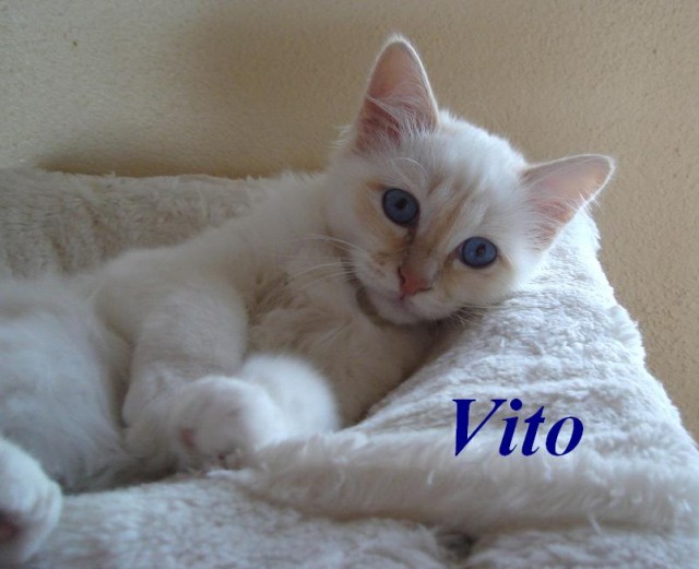 Unser Birmakaterchen Vito sucht noch einen Schmuseplatz auf Lebenszeit - Birma - Berching-Pollanten