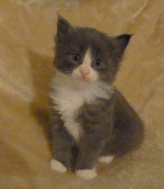 Maine Coon Kitten mit Stammbaum - Maine Coon - Hamburg