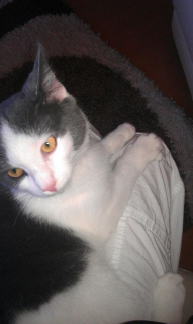 Mäusjen, 8 Monate, sucht.... - Hauskatzen - Lonnig