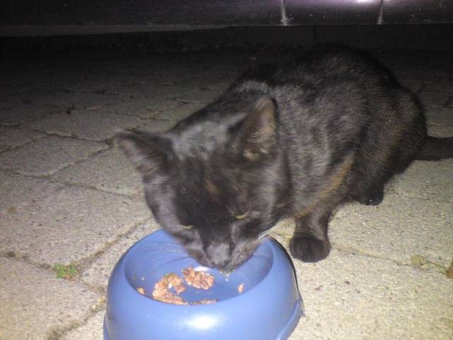 Mickey will endlich wieder geliebt werden - Freigaenger - Lonnig