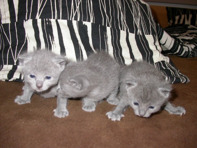 Russisch Blau Kitten sucht Dosenöffner - Russisch Blau - Zweibrücken